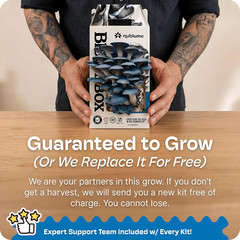 Bloombox Blue Oyster Mushroom Grow Kit – Spray & Grow – Pre-Inoculated Indoor Mu
