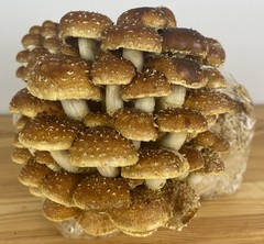 2-pack, Lions Mane and Chestnut Mushroom Blocks, 5# Master’s Mix Blocks