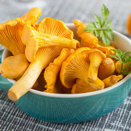 CHANTERELLE YELLOW MYCELIUM mushroom seeds spores