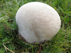 Seeds Mushroom Puffball Dozdevik Giant Mycelium Spawn Spores Organic