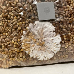 (3) Mushroom Rye Grain Spawn Bag Sterilized with Injection Port Grow Mushrooms