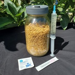 Oyster Mushroom grow kit King oyster