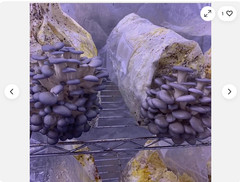 50 Pack Mushroom Grow Bags, 8x5x20, 0.2 Micron Filter, Autoclavable Bag