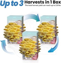 Organic Edible 4lbs Golden Oyster Mushroom Growing Kit, Made in USA, Double-Side