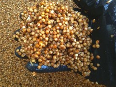 8lb Sterilized Grain, XXL Large Commercial Size