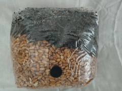 2 All in One Mushroom Grow Bags Sterilized 3 lb GROWING BIO-BAG KIT FAST SHIP[B]