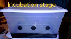 🍄All In One Reusable Mushroom 58QT Large Monotub Grow Kit for High Yields