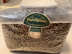 Sterilized RYE BERRY Grain Bag for Dung-Loving Mushroom Cultivation