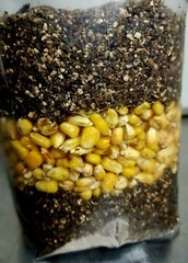 Premium Exotic Dung ALL-IN-ONE Mushroom Grow Kit 1 Pack Kit 5lb Bag 🍄✨️