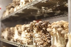 Shiitake Liquid Culture – 12cc Syringe – 5 Pack – Chefs Mushrooms