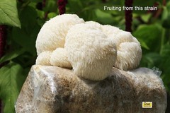 Lion’s Mane Liquid Culture 10cc Vegetarian Gmo-Free Mushroom Grow Kit