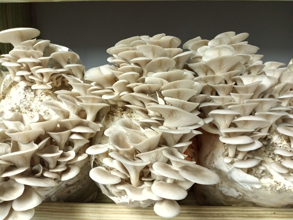 Florida Oyster Mushroom Liquid Fungi Culture 10ml