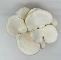 Mushroom Grow Kit – 3-Pack Pink, Brown, White Oyster for Home Gourmets