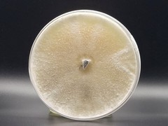 Gourmet Mix Light Malt Extract Agar Pre-Mix Mushroom media | 40 grams per pouch