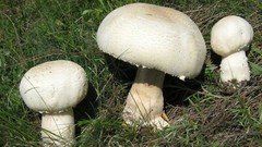 Seeds Mushroom Champignon GIANT Mycelium Spawn Dried Spores Organic Ukraine