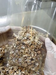 Dry split gill mushroom ,Schizophyllum commune 100 gram.per 1 vacuum bag.