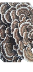 TURKEY TAIL Mushroom (Trametes versicolor) Colonized Grain Spawn, 1 Quart