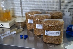 MycoHaus 8 lbs ( 4 pack ) sterilized rye grain berries mushroom spawn grow bag