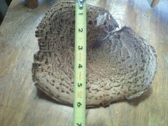 6″ X 7.5″ Pheasant Back Mushroom (Polyporus squamosus) DRIED FOR 6 MONTHS