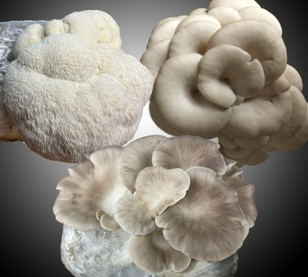 Variety Pack! Lions Mane and Oyster Mushroom Blocks, 3 x 5# blocks