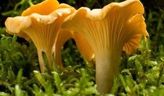 Mycelium Oyster Royal + Champignon GIANT + Chanterelle Yellow Organic Ukraine