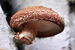 Seeds Mushroom Shiitake Imperial Mycelium Spawn Spores Organic Ukraine