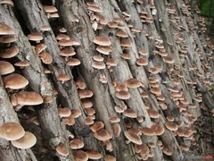Seeds Mushroom Shiitake Imperial Mycelium Spawn Spores Organic Ukraine