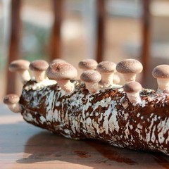 Organic Shiitake Mushroom Kit; Great Gift; Easy for Beginners, for Indoor Growin