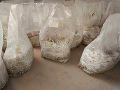 Versatile Myco Bags for Mushroom Cultivation – 0.5 Micron Filter, Large Size
