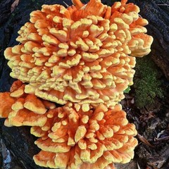 Chicken of the Woods Mushroom Grain Spawn (1 pound)