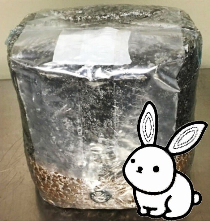 All in One dung-dung Mushroom Grow Bag