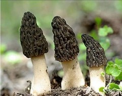 4 Pack! Black Morel Mushroom – Garden Grow Kit – Organic – Spawn – Starter