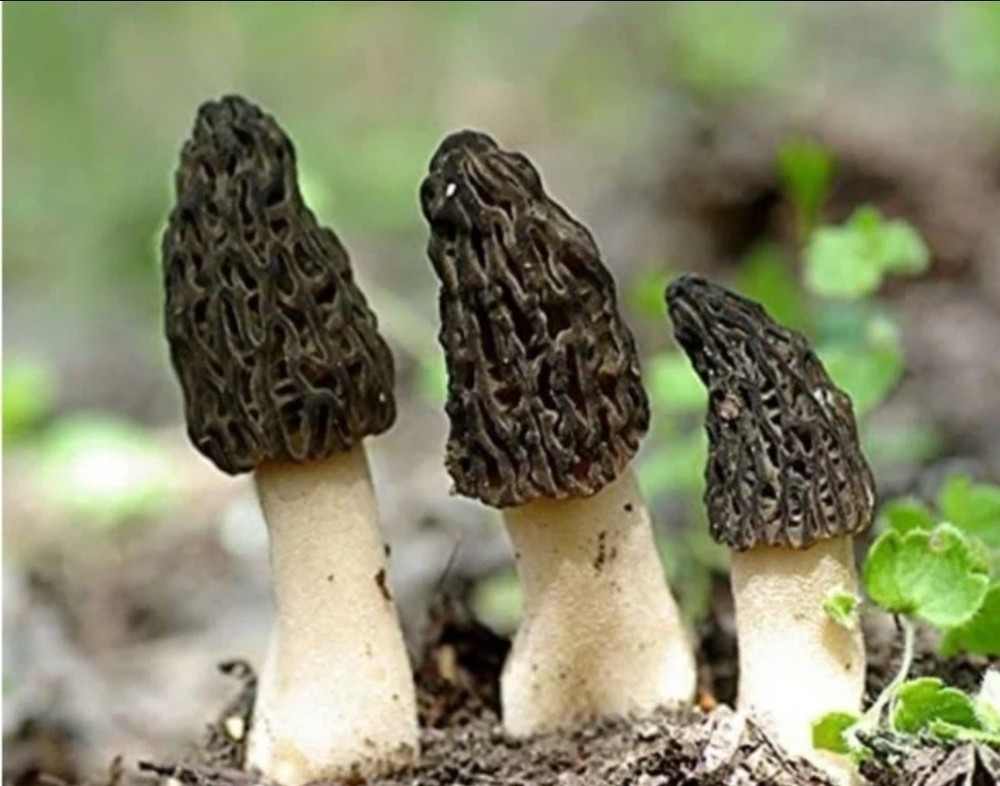 RARE! 3 Pack! Black Morel Mushroom – Garden Grow Kit – Organic – Spawn – Starter