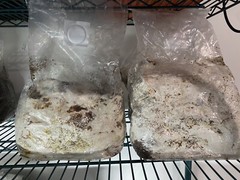 4.5 Lbs Lions Mane Mushroom Fruiting Blocks
