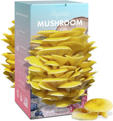 Organic Edible 4lbs Golden Oyster Mushroom Growing Kit, Made in USA, Double-Side