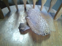 6″ X 7.5″ Pheasant Back Mushroom (Polyporus squamosus) DRIED FOR 6 MONTHS