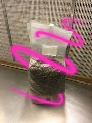 All In One Mushroom Grow Kit 5LB