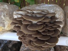 ORGANIC – Phoenix Italian Oyster Mushroom (Pleurotus pulmonarius) Liquid Culture