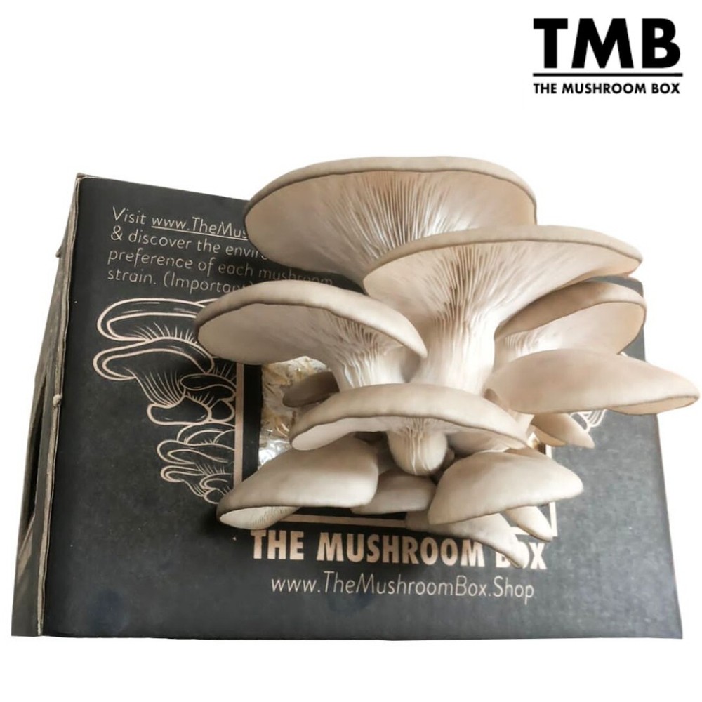 Brown Oyster – Mega Mushroom box