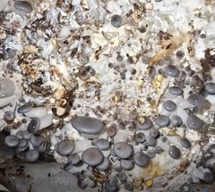 Blue Oyster Mushroom Pre-order $18 Pound Plus Shipping