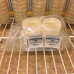 10 Petri Dishes Bacterialogical Potato Dextrose Agar Pre-Made Sterile 60x15mm
