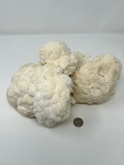 Lion’s Mane Mushroom Grow Kit Ready to Grow! 6 Pound Block