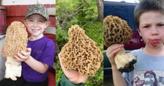 Morel Mushroom Spores in Sawdust Bag Garden Grow Kit Makes 5 gal FREE SHIPPING