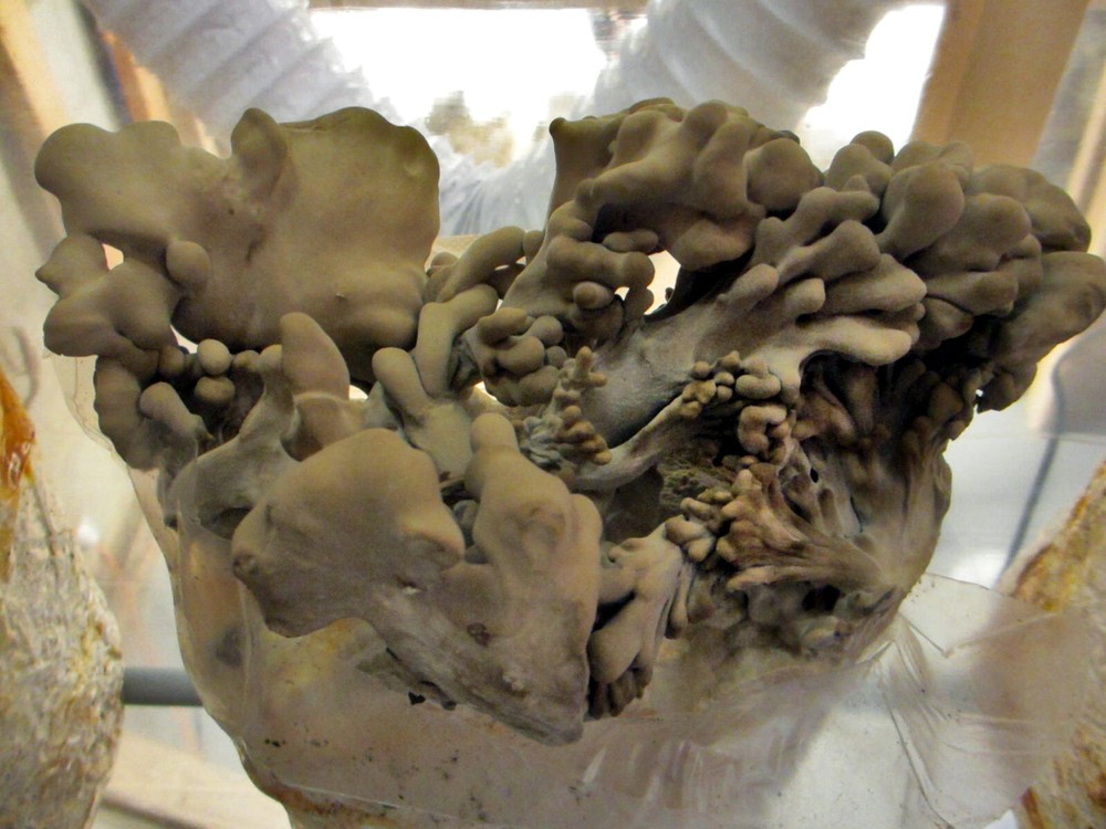 Maitake / Hen of the Woods Mushroom Grow Kit – 5 LB – Ready to Fruit