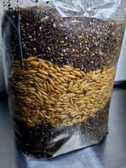 Premium Exotic Dung ALL-IN-ONE Mushroom Grow Kit 3 Pack Kit 5lb Bag