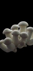 51 Culinary Mushroom Liquid Culture Mycelium Syringes, 10 ml Each