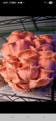Oyster Mushroom Liquid Culture Mycelium Syringes, Pick Any 7 From 11 Varieties