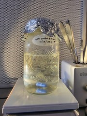 Gem-Studded Puffball, Lycoperdon perlatum, Liquid Culture 10+ ml Edible and Rare