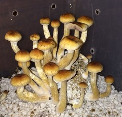 EASY Mushroom Growing Kit w/ 10 Pre-Sterilized 1/2 Pint Jars JUST ADD SPORES