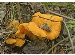 Chanterelle Mushroom Spores in Sawdust Bag Garden Grow Kit Makes 5 gal Free Ship